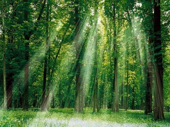 Medium_natureza