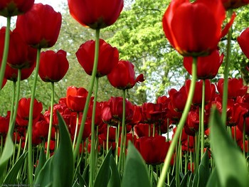 Medium_flores