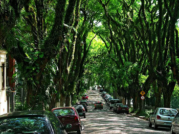 Medium_goncalo-de-carvalho-rua-mais-bonita-mundo__1_