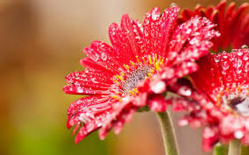 Medium_images