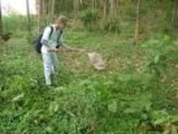 Medium_campo