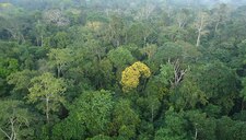 Calendar_home__rvore_se_destaca_na_floresta_amaz_nica