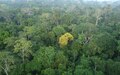 Calendar_thumb__rvore_se_destaca_na_floresta_amaz_nica
