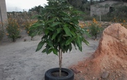 Faca_acontecer_20140910_164029