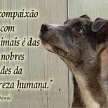 Top_bichos
