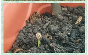 Faca_acontecer_screenshot_20221012-230407_piccollage