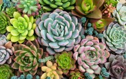 Faca_acontecer_arranjo-retangular-de-suculentas-succulentos-de-cactos-em-um-plantador_1127-3108