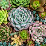 Top_arranjo-retangular-de-suculentas-succulentos-de-cactos-em-um-plantador_1127-3108
