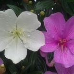 Top_dsc_0951