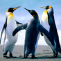 Thumb_88_penguins