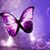 Thumb_sq_papel-de-parede-borboleta
