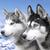 Thumb_sq_husky_siberiano_2