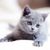 Thumb_sq_gatinhos-6