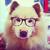 Thumb_sq_cachorro_de_oculos