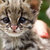 Thumb_sq_gato-do-mato-animal-planet