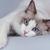 Thumb_sq_10-fatos-sobre-gatos-dos-quais-voce-nao-sabia-gato-miando-132