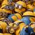 Thumb_sq_imagens