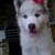 Thumb_sq_165662_183153-filhotes-de-husk-siberiano