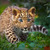 Thumb_sq_melhores-momentos-da-natureza-onca
