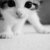 Thumb_sq_tumblr_m9a6482llx1rapmt8o1_500_large