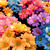 Thumb_sq_flores_003