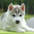 Thumb_sq_cachorro-fofo-005