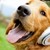 Thumb_sq_o-tempo-de-vida-dos-animais-7