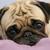 Thumb_sq_pug