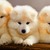 Thumb_sq_cachorros-fofos