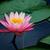 Thumb_sq_flor-de-l_tus-5