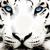 Thumb_sq_tigre