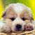 Thumb_sq_leticia_cadela
