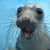 Thumb_sq_4-beb_-foca-cr_dito-cutestpaw